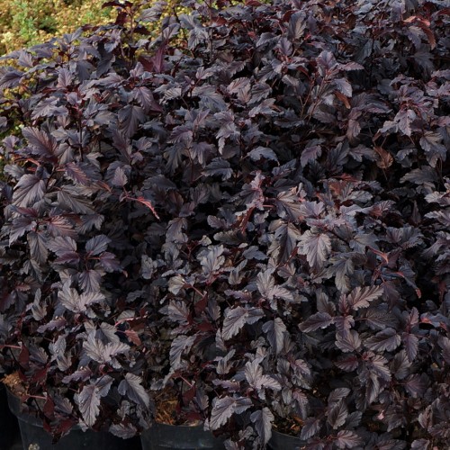 Physocarpus opulifolius 'Black Light' - Lodjapuulehine põisenelas 'Black Light' C1/1L